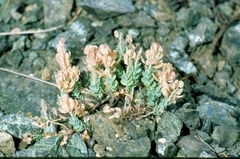 Aethionema thomasianum