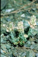 Aethionema thomasianum