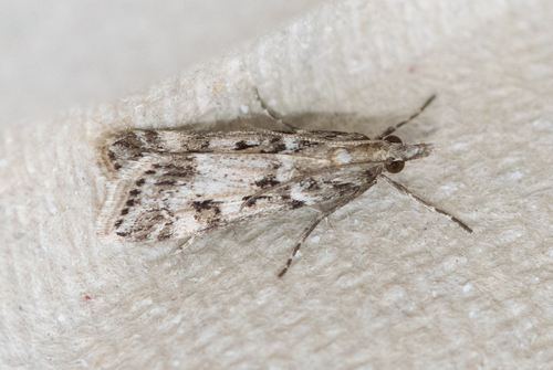 Narrow-winged Grey photo 3