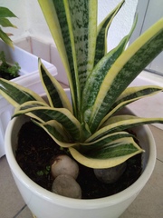 Sansevieria trifasciata