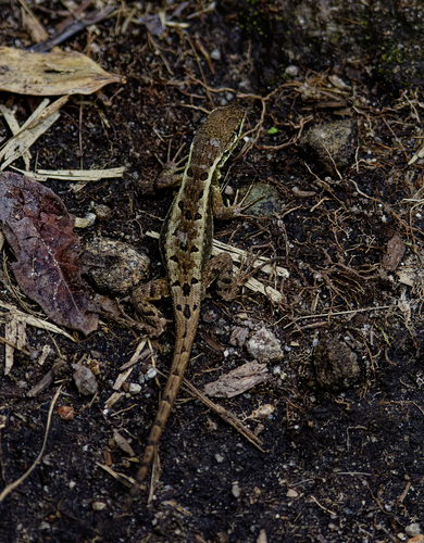 Ochoa Whorltail Iguana