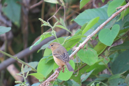 Morelet's Seedeater (Sporophila morelleti), photo 10