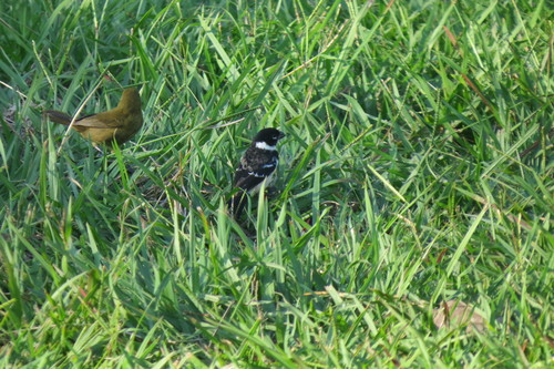 Morelet's Seedeater (Sporophila morelleti), photo 6
