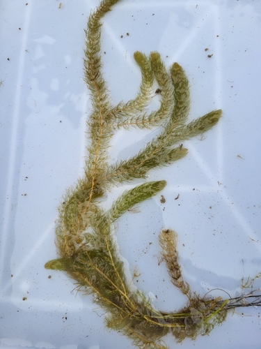 Alternateflower watermilfoil (Myriophyllum alterniflorum)
