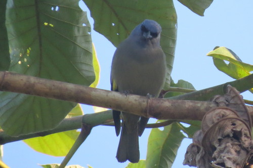 Yellow-winged Tanager (Thraupis abbas), photo 8
