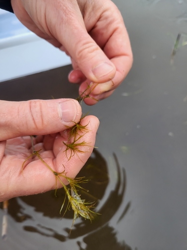 Nodding waternymph (Najas flexilis)
