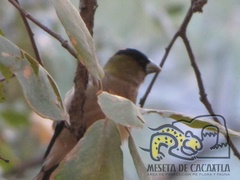 Coccothraustes abeillei
