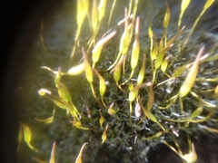 Tortula muralis