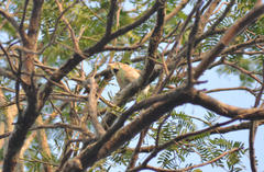 Schoeniophylax phryganophilus
