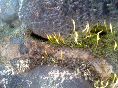 Tortula muralis