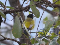 Coccothraustes abeillei
