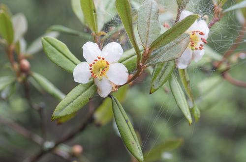 Rhododendron camelliiflorum, photograph 4
