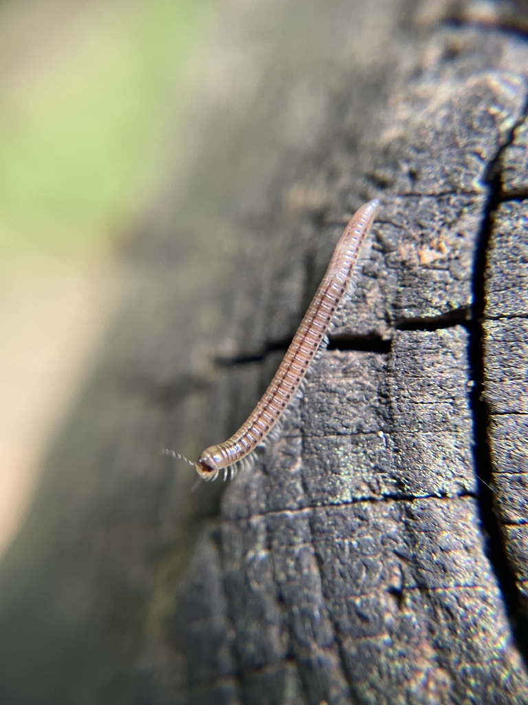 Brachyiulus In September 2023 By Riley INaturalist   Large 