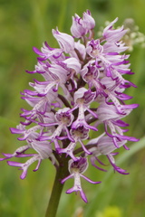 Orchis × beyrichii