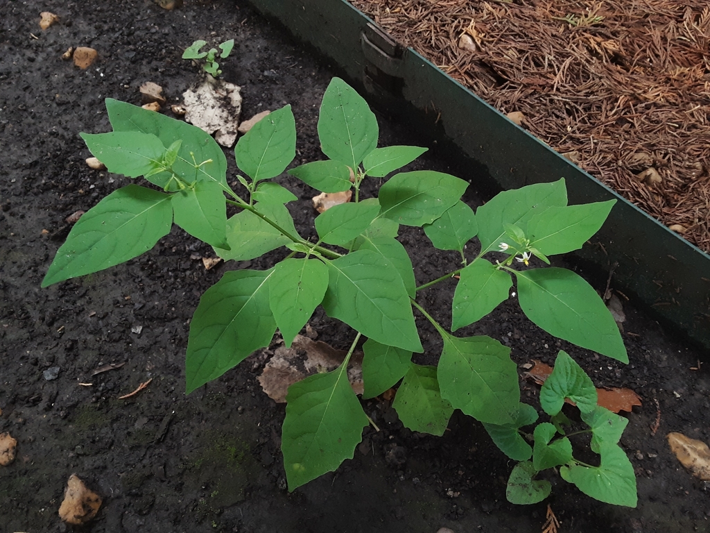 eastern black nightshade from Arkansas State University, Jonesboro, AR ...