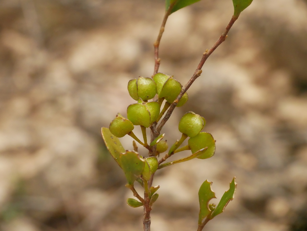 Dodonaea bursariifolia