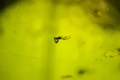 Argyrodes antipodianus