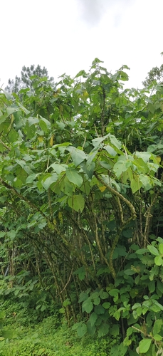 Piper auritum