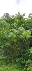 Piper auritum