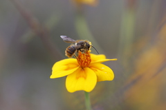 Osmia azteca
