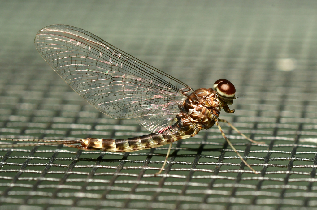 Siphlonurus