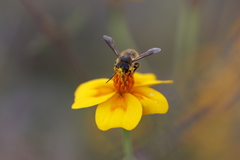 Osmia azteca