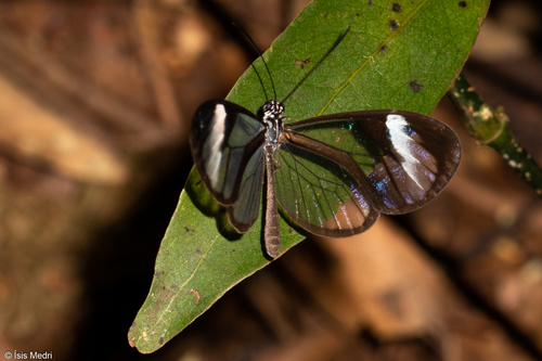 Brevioleria aelia · iNaturalist