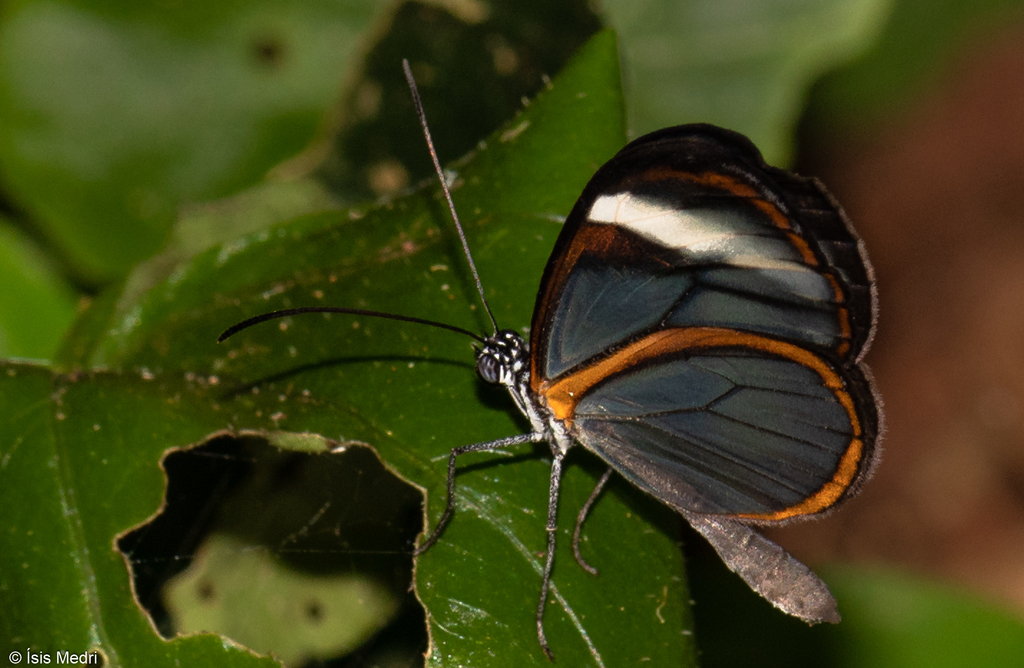 Brevioleria plisthenes