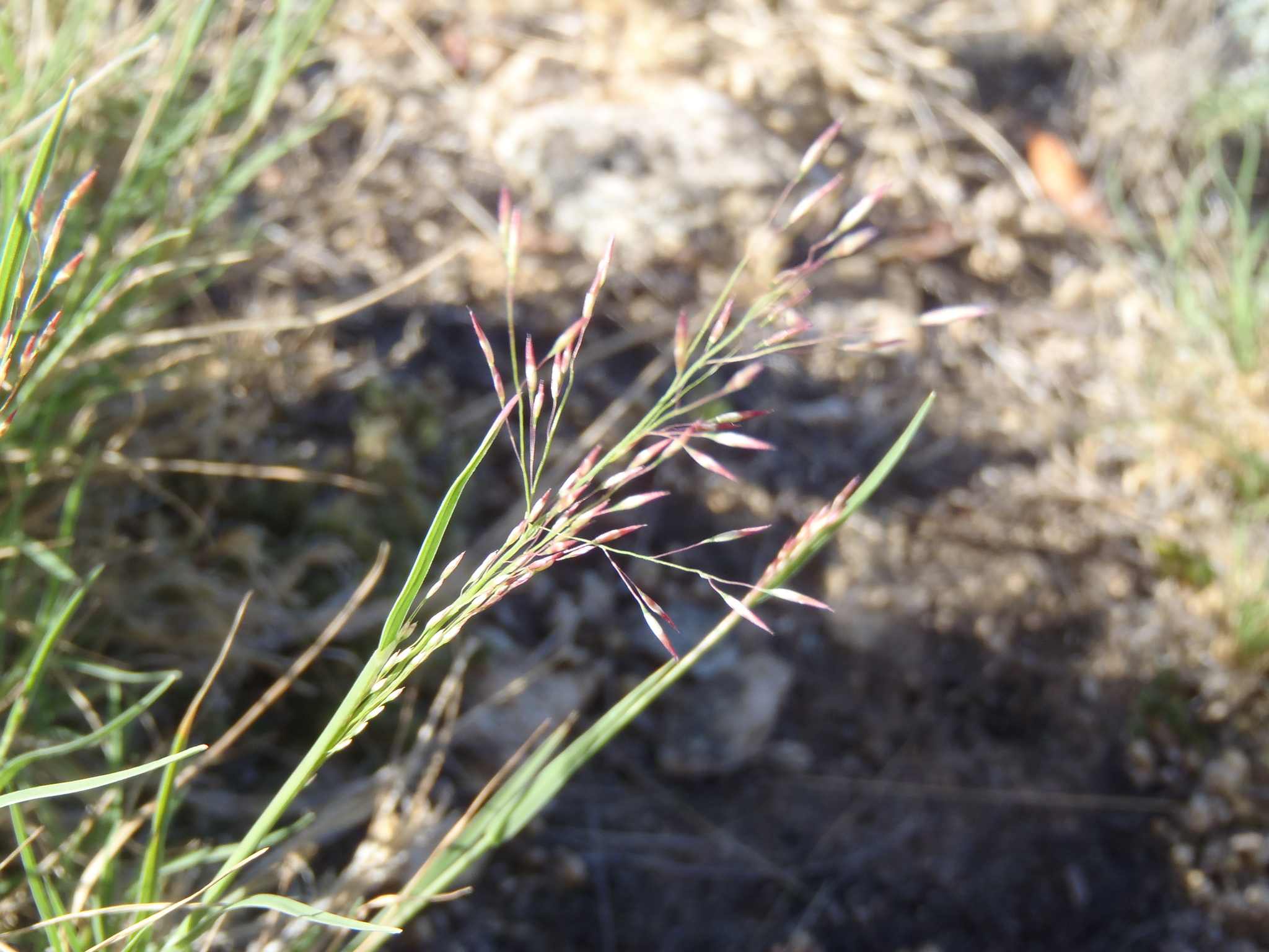 Muhlenbergia arizonica