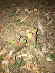 Caladium bicolor