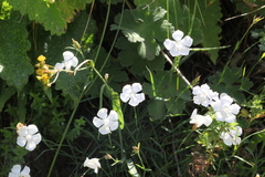 Dianthus cretaceus