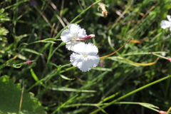 Dianthus cretaceus
