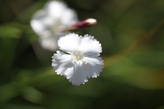 Dianthus cretaceus