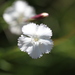 Dianthus cretaceus - Photo (c) ed_shaw, some rights reserved (CC BY-NC)