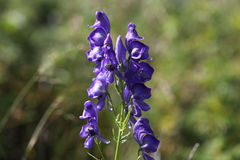 Aconitum nasutum