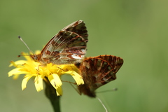 Boloria caucasica
