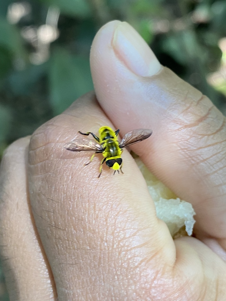 Quichuana angustiventris
