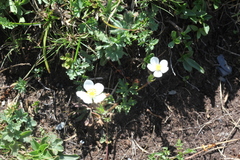 Anemonastrum fasciculatum