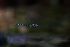 Austroaeschna pinheyi