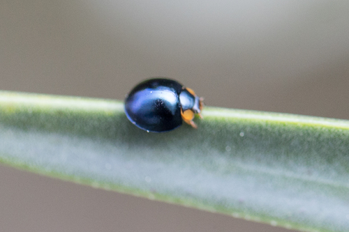 Metallic Blue Lady Beetle (Curinus coeruleus), a species recorded in Florida