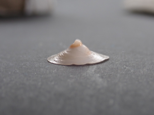 Sigapatella hedleyi