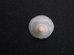 Sigapatella hedleyi