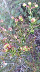 Vaccinium myrsinites image