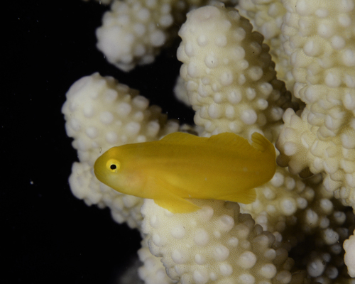 Gobiodon okinawae