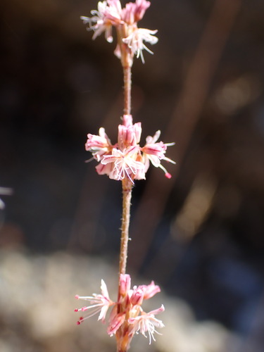 Goldencarpet Buckwheat