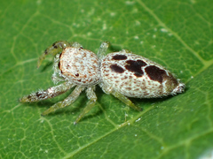 Hentzia vittata