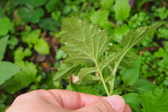 Dichrocephala integrifolia