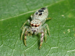Hentzia vittata