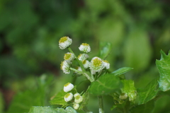 Dichrocephala integrifolia