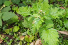 Dichrocephala integrifolia